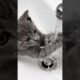 Cute furry kitten.#foryou #trending #viral #cute #kitten #playing