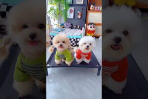 Cute puppies in fairy dress style #shortsvideo #ytshorts #viralshorts #youtubeshorts #shortvideo