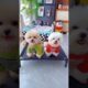 Cute puppies in fairy dress style #shortsvideo #ytshorts #viralshorts #youtubeshorts #shortvideo