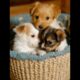 Cute puppies 🐶 #puppies #precious #cute #adorable