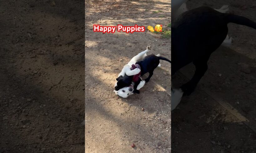 Cute  puppies #puppy #cutedog #cute #yt #ytshorts #pets #viralshort #dog #trending #happy #sweetdog