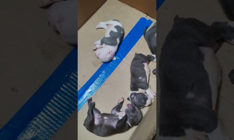 Cute puppies #puppy #puppies