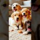 Cute puppies #puppy #puppies #puppydog #cuteanimals #funnyanimals #youtubeshorts #shorts