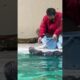 Cute sea otter is playing normally #viralvideo #seaotter #animals #shorts #cute