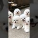 Cute teacup dog puppies😍 #cute #baby #cutebaby #barkingbliss #babyanimals #toys #pets #babydogs #dog