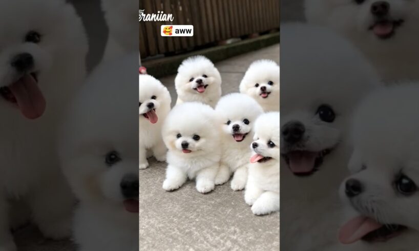 Cute teacup dog puppies😍 #cute #baby #cutebaby #barkingbliss #babyanimals #toys #pets #babydogs #dog