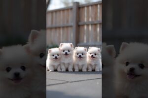 Cutest Fluffy White Pomeranian Puppies Ever! 🐶✨ | Try Not to Say Aww 😍