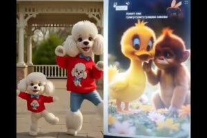 Cutest Puppies Dancing TogetherFunny Dog Shorts 2025 |#dogdance #shorts