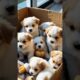 "Cutest Puppies Ever 🐶 | Adorable Fluffy Puppies Playing in a Box"#shortsfeed #cute #puppies