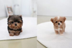 Cutest Puppies Ever Caught on Camera!