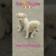 🐶💕 Cutest Puppies Ever!| Funny & Adorable Puppy Moments 🐾 #Shorts #cute #puppy #puppies #puppyvideos