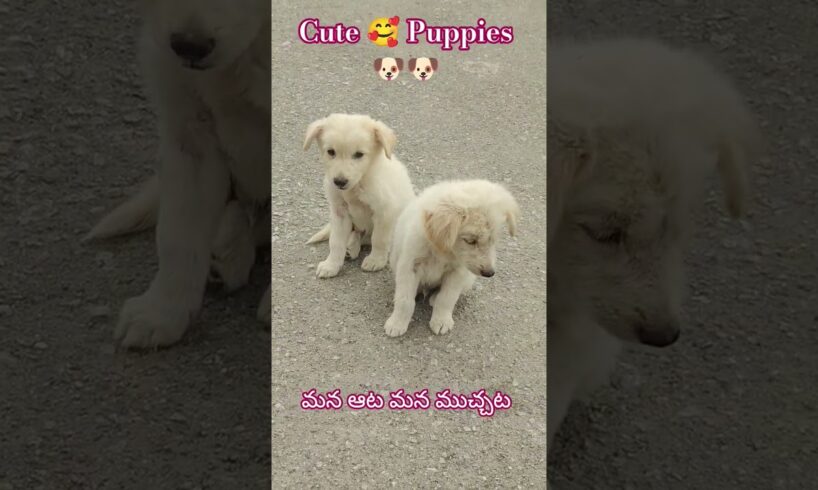 🐶💕 Cutest Puppies Ever!| Funny & Adorable Puppy Moments 🐾 #Shorts #cute #puppy #puppies #puppyvideos