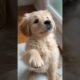 Cutest Puppies Ever #cute #puppy #dog #pets #viral #fyp #shorts