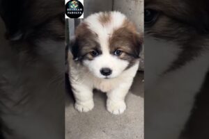 Cutest Puppies Ever 🐶😻 #puppies #cute #dog #viral #shortsfeed #shorts #short