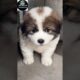 Cutest Puppies Ever 🐶😻 #puppies #cute #dog #viral #shortsfeed #shorts #short