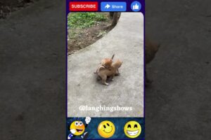 🤣 Cutest Puppies Fight Ever! Funniest & Most Entertaining Dog Shorts 🐶🎬
