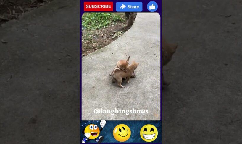 🤣 Cutest Puppies Fight Ever! Funniest & Most Entertaining Dog Shorts 🐶🎬