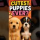 Cutest Puppies You’ll See Today! #funny #pets #cats #dogs #hilariousfails #fails #shorts