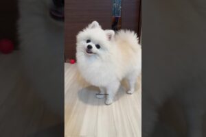 Cutest Puppies in the World 🐶 | Funny Cute Dog Videos | The Cutest Dog Ever #cutedogs #viralshorts
