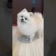 Cutest Puppies in the World 🐶 | Funny Cute Dog Videos | The Cutest Dog Ever #cutedogs #viralshorts