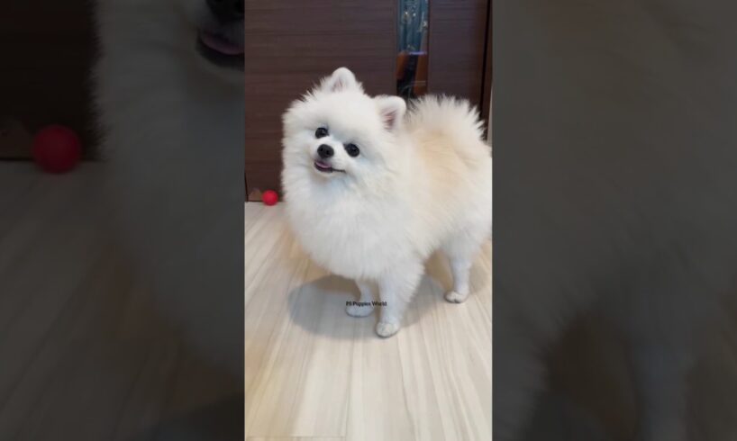 Cutest Puppies in the World 🐶 | Funny Cute Dog Videos | The Cutest Dog Ever #cutedogs #viralshorts