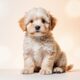 🇺🇸 Cutest Puppies in the World 🐶💕 Try Not to Smile!