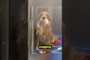 Cutest Puppy Introduction Ever