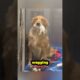 Cutest Puppy Introduction Ever
