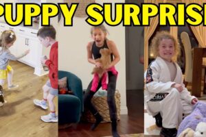 Cutest Puppy Surprise Compilation 🐶❤️ | Emotional Reactions & Happy Moments