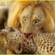 DEADLIEST Lion Attacks Ever Caught On Camera | Animal Fights