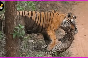 Deadliest Big Cat Attacks Ever Caught On Camera | Animal Fights