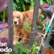 Dog Forced To Live Outside In Texas Heat Rescued By Neighbor | The Dodo