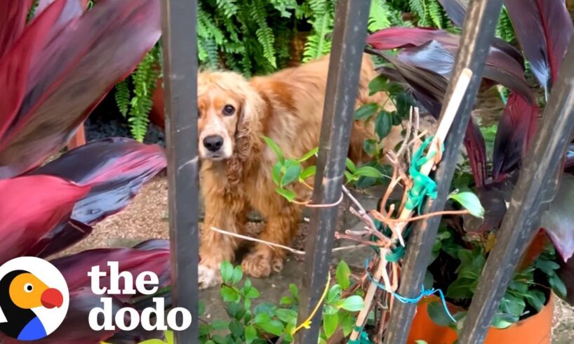 Dog Forced To Live Outside In Texas Heat Rescued By Neighbor | The Dodo