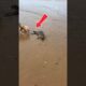Dog Hero Rescues a Seal 🐕🦭 #animalrescue  #dogrescue  #viralshorts