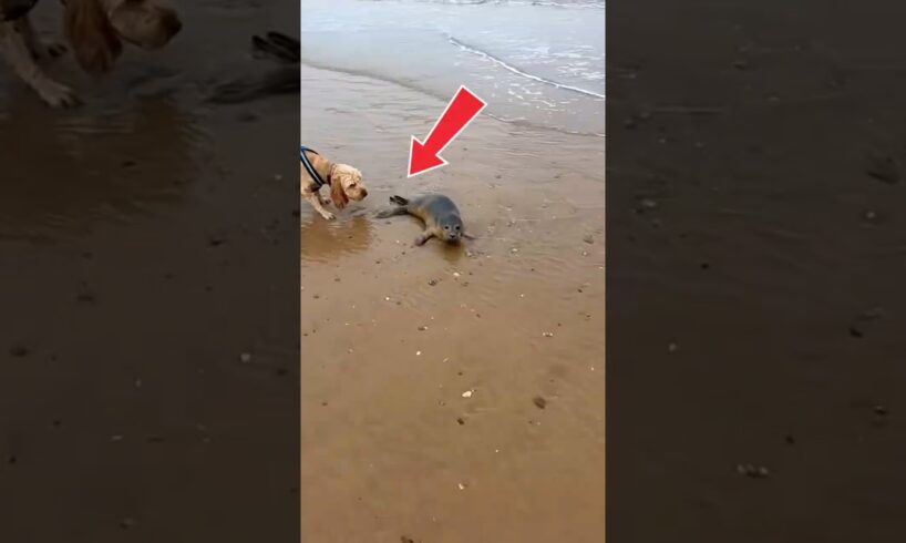Dog Hero Rescues a Seal 🐕🦭 #animalrescue  #dogrescue  #viralshorts