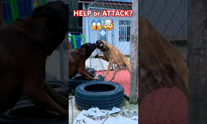 "Dog Trapped or Fighting? The Truth Will Shock You!"😱🤯 #shorts #dog #fight #viralvideo