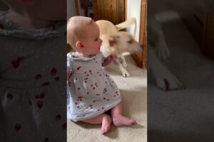 Dog gets a little too excited around baby 🤣 (🎥: ViralHog)