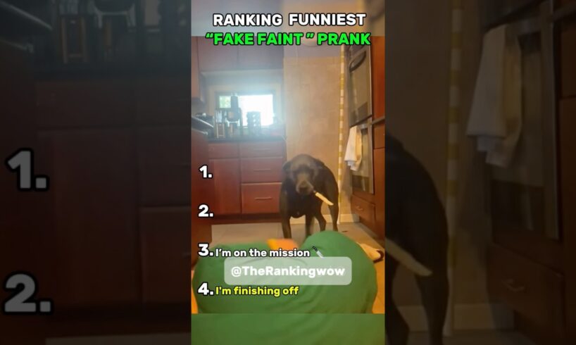 Dog’s Reaction To “Fake Faint “ prank