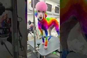 Dogs with Hair Goals… or Hair Fails? You Decide!