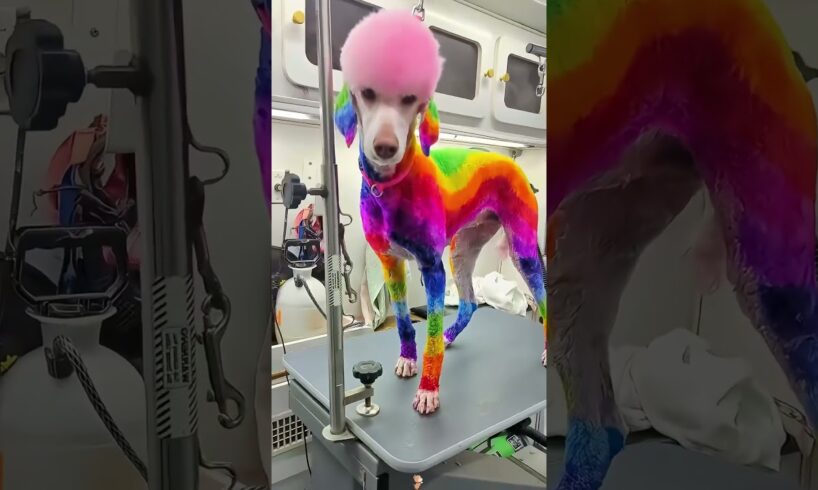 Dogs with Hair Goals… or Hair Fails? You Decide!
