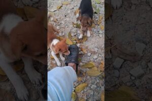 🐶💙 Double Trouble! Two Cute Puppies Turn My Slippers Into Toys 😂 | Must Watch! #cute #funny