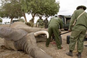 Elephant With Cable Snare Gets Urgent Treatment | Sheldrick Trust