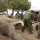 Elephant With Cable Snare Gets Urgent Treatment | Sheldrick Trust