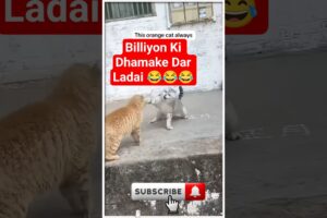 “😹 Epic Cat Fight | बिल्ली की धमाकेदार लड़ाई 😂 | Funny Cats 2025”