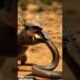 Epic Mongoose vs Cobra Fight 🐍🦊 | Real Wild Animal Battle in Nature”