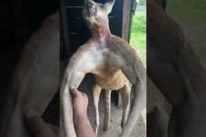 Everything’s bigger in Texas... including Kangaroos 😂