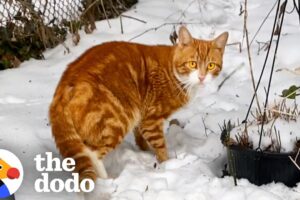 Feral Cat Rescued Before A Snowstorm Falls In Love With Foster Kittens | The Dodo