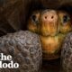Firefighters Rescue Puppies Trapped Underground Behind Giant Tortoise | The Dodo