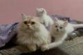 Fluffy Adorable Cats Having Fun Playing Games ! Best Animals video ! Cute Cats video