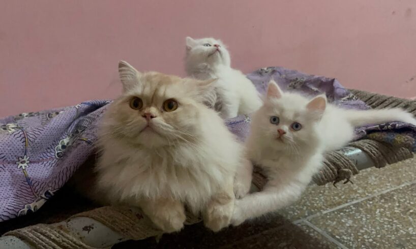 Fluffy Adorable Cats Having Fun Playing Games ! Best Animals video ! Cute Cats video